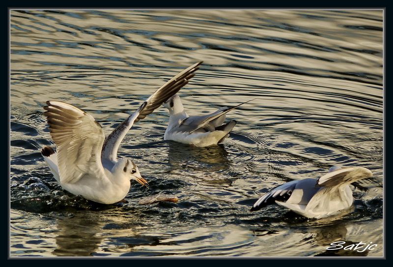 Quelques oiseaux pour tester mon Lumix G1 _1020096