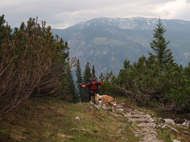 Schneebergland-Dogtrekking P5293813