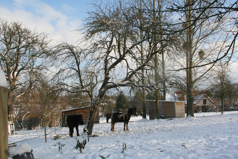 Le  calvados sous la neige... les chevaux s'éclatent! IMG_5158