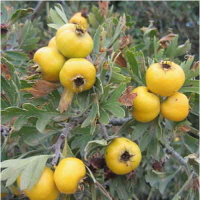 اسماء وصور اشجار الفاكهه %C3%A2%E2%82%AC%DA%88%C3%A2%E2%82%AC%DA%98%20Crataegus%20azarolus