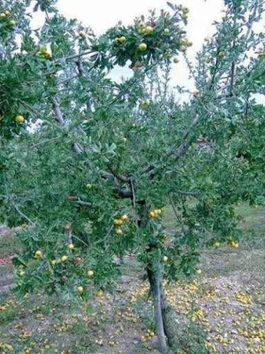 اسماء و صور‎اشجار الفاكهة  %E2%80%8F%E2%80%8E%20Crataegus%20azarolusO