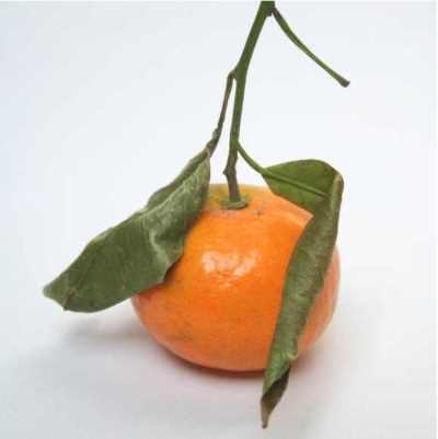  الفاكهة .....  Citrus%20clementina