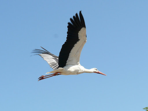 Vol de cigogne P1060520