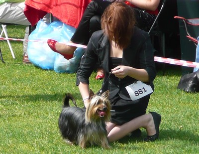 Szczecin Internatonal Dog Show -Poland P1060285