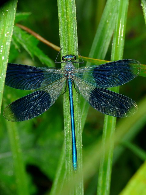 Calopteryx virgo (merci Isao) Caliopteryx