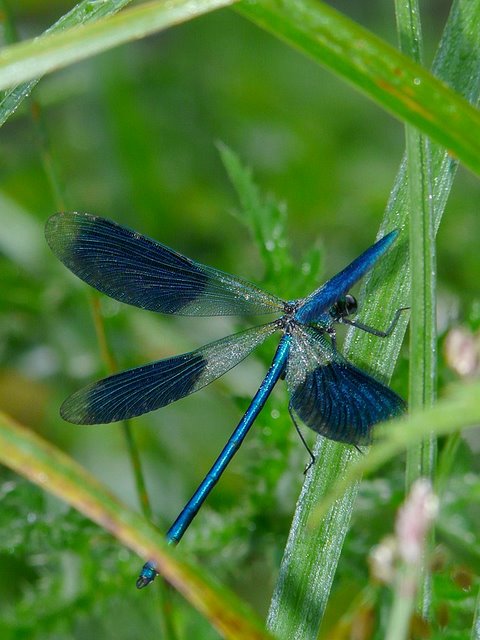 Calopteryx virgo (merci Isao) Caliopteryx2