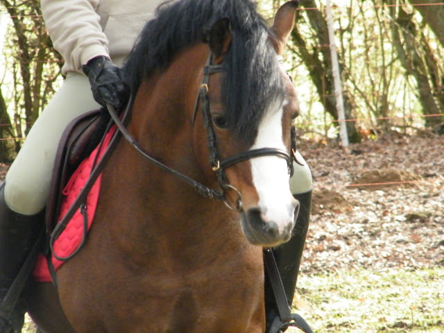 Beukenhof's Barry, étalon Welsh A bai Barry%20-%20aur%C3%A9lie%20017