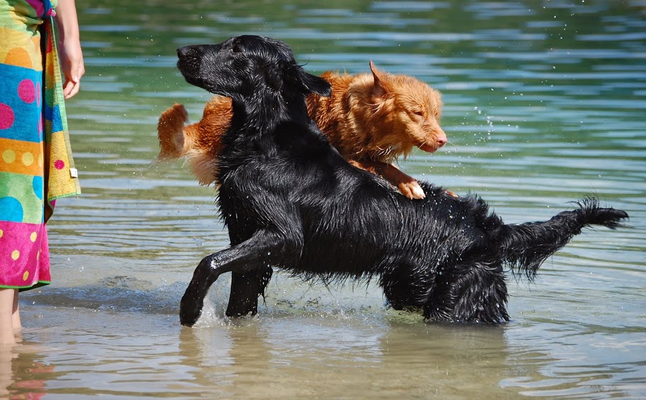 Gladkodlaki prinašalec [Flat coated retriever] - Page 2 DSC_2566p