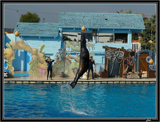 Marineland Marineland%20otarie