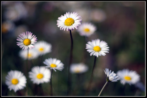 serie florale .... IMGP1421