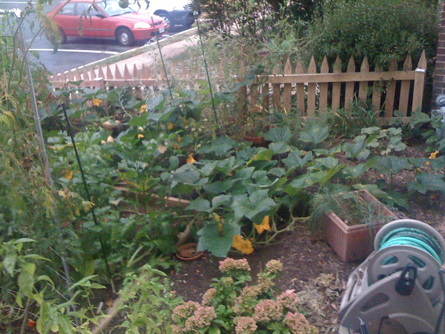 CONTEST:  Guess total vine length of my rampicante squash! Photo-720083