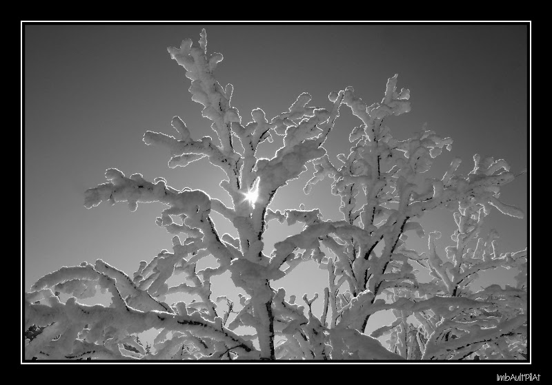 Crêt de l'Oeillon (N&B) - 1er février 2010 P1120480-1_GF