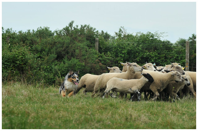 journée entre copains chiens DSC_2213