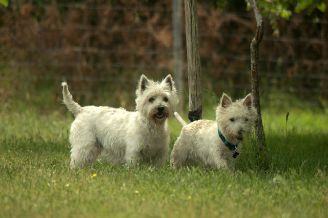 journée entre copains chiens DSC_2039