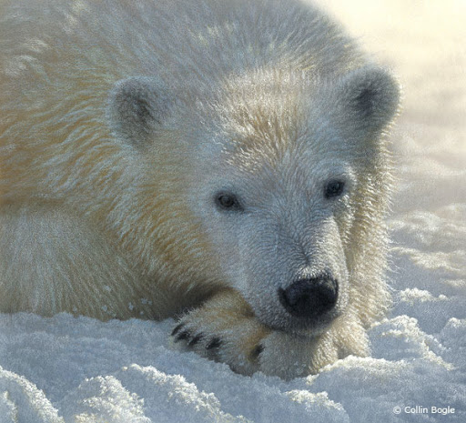 صور حيوانات شرسة والاليفة  جديدة على حمزة انكلش حصريا Polarbearcub