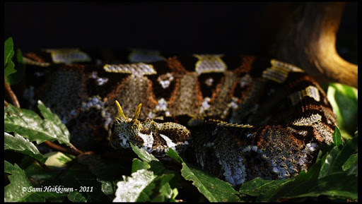 Some of my snakes Nasicornis_2011_2