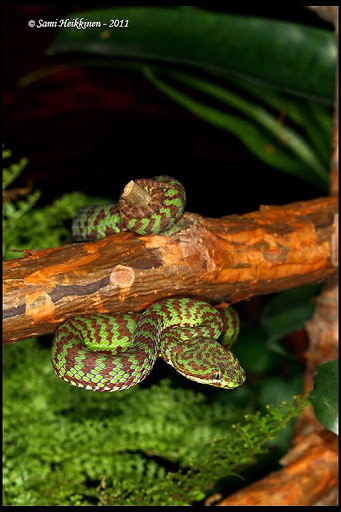 Some of my snakes Venustus_2011_2