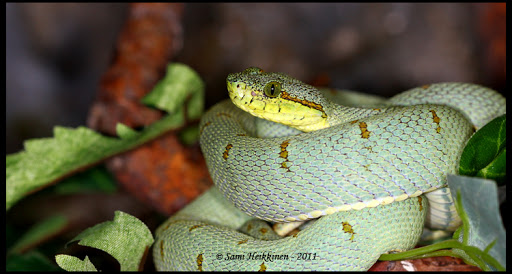 Some of my snakes Bilineata_2011_3