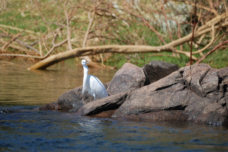 Nos amis les oiseaux Village%20Nubien%20%2860%29