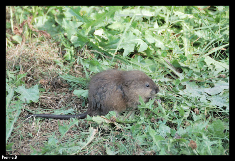 Les Petits animaux _DSC0130%20p%20%28305%29-border