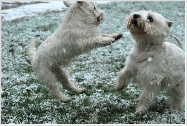 Vos chiens dans toute leur splendeur DSC_0601