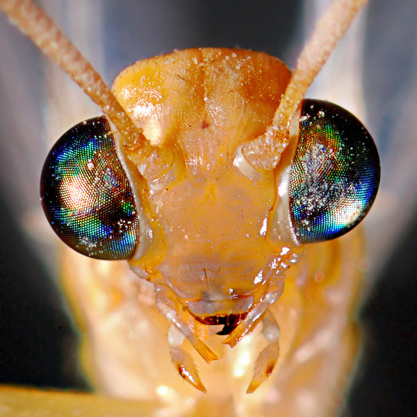 OJOS Eye-macros-ant-lion