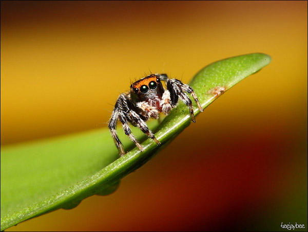 حشرهـ شكلها غريب ..  Eye-macros-jumping-spider4