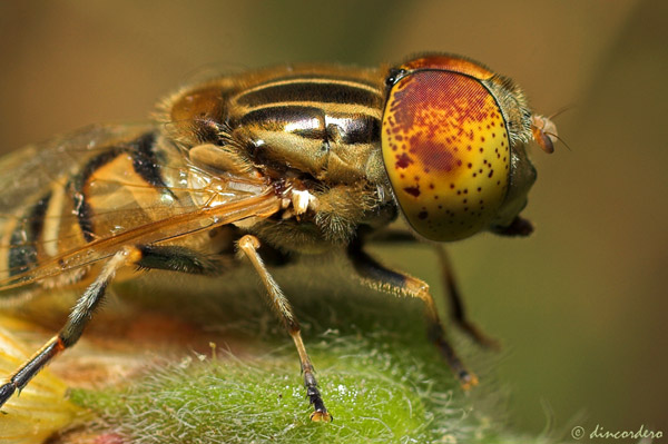  : yes (Photography) Eye-macros-hoverfly