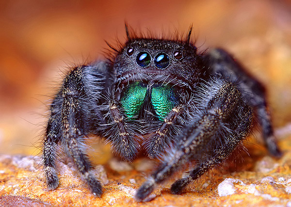 حشرهـ شكلها غريب ..  Jumping-Spider-Goes-to-a-Photo-Session-spider7