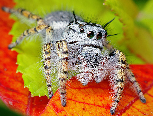 حشرهـ شكلها غريب ..  Jumping-Spider-Goes-to-a-Photo-Session-spider11