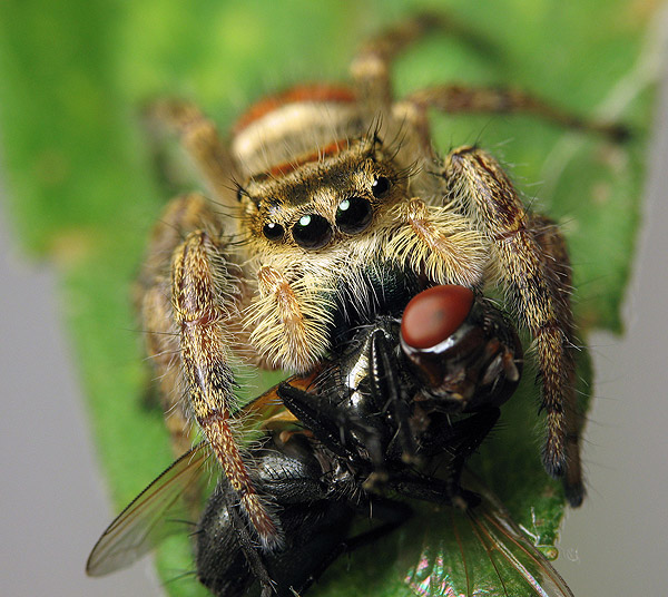 حشرهـ شكلها غريب ..  Jumping-Spider-Goes-to-a-Photo-Session-spider14