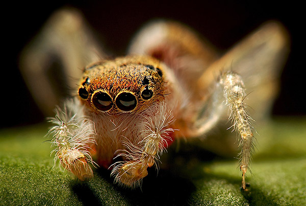 حشرهـ شكلها غريب ..  Jumping-Spider-Goes-to-a-Photo-Session-spider15