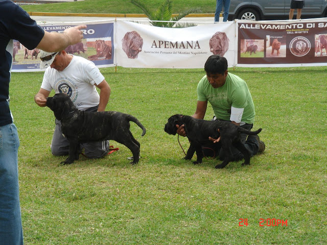 Algunas fotos del 5to match (Clase Cachorros) DSC00942