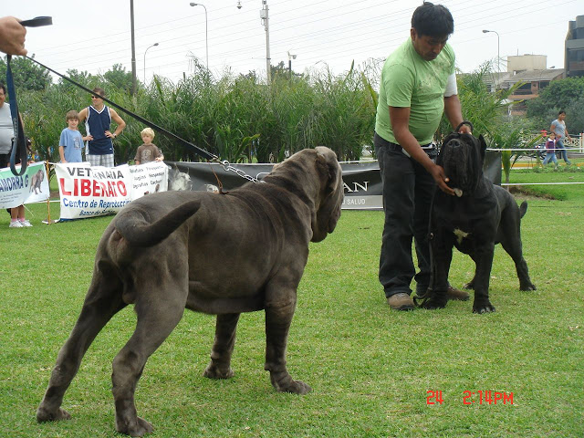 Algunas fotos del 5to match (Clase Cachorros) DSC00976