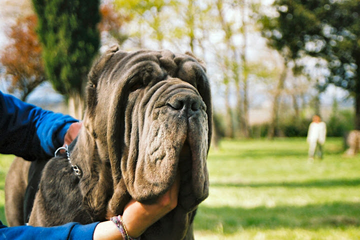 LUDOVICO IL MORO DI FOSSOMBRONE Ludo-1