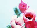 موسوعة رائعة من الورود Flowers-wallpaper%20%2849%29