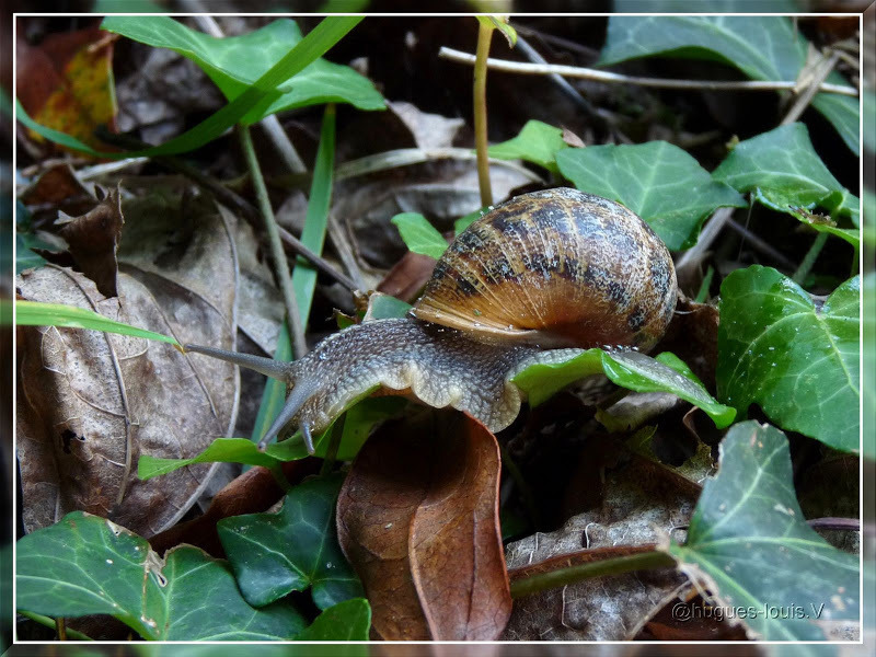 Ma toute première cueillette d’escargots … P1070480_hf