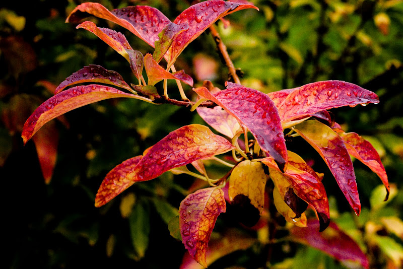 dans le jardin après la pluie... P1010954-4