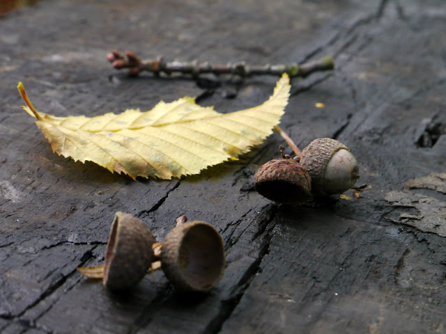 série la feuille et les glands P1020211