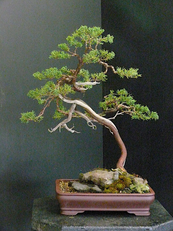 Blaauw Juniper P1120375