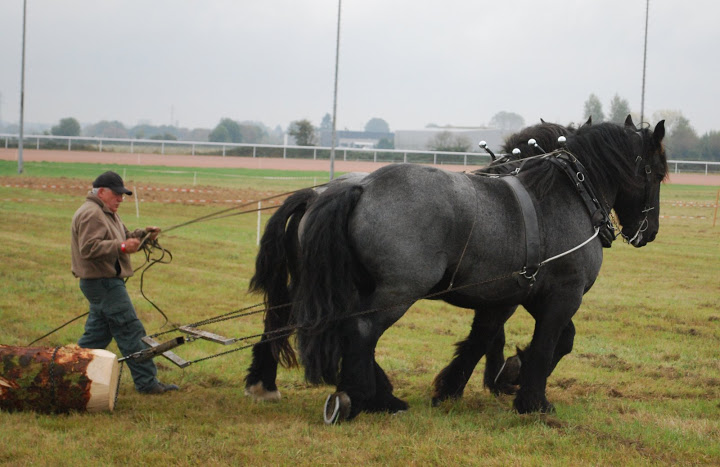 Championnat de France et journées internationales de l'attelage: Lisieux 2009 Traction%20%2821%29