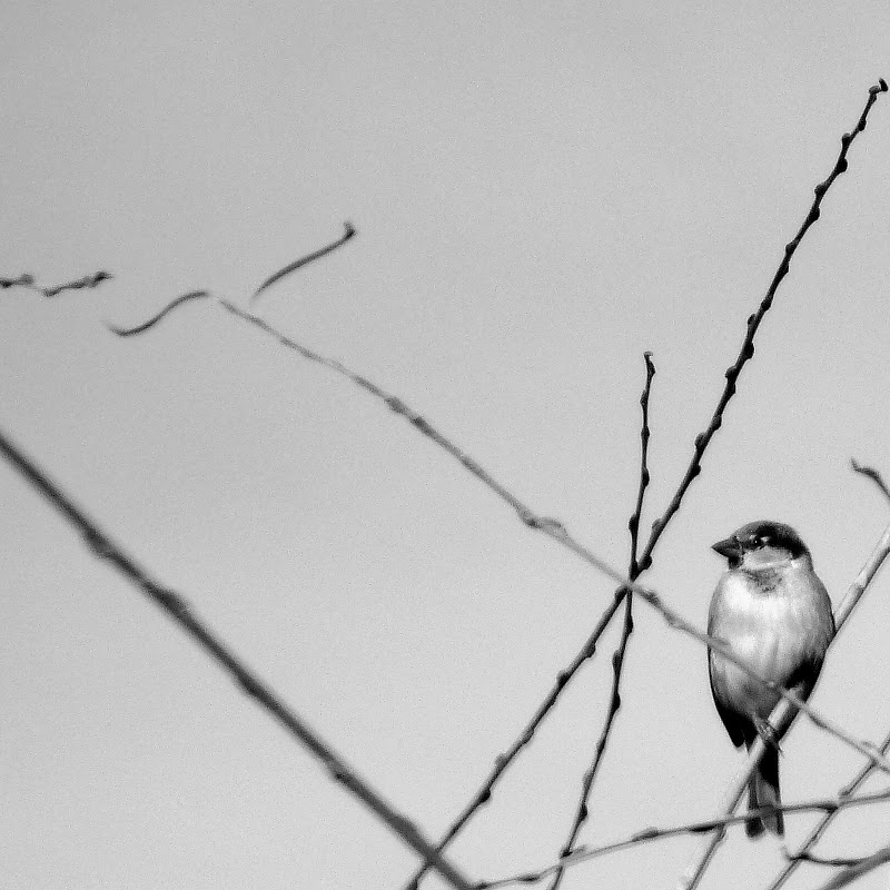 petite  serie noir et blanc Oiseau