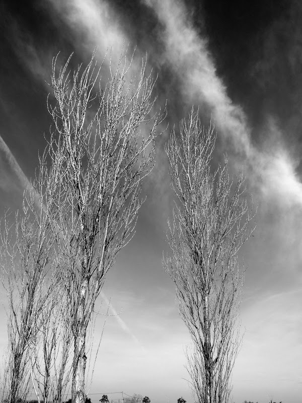 petite  serie noir et blanc Arbre2net