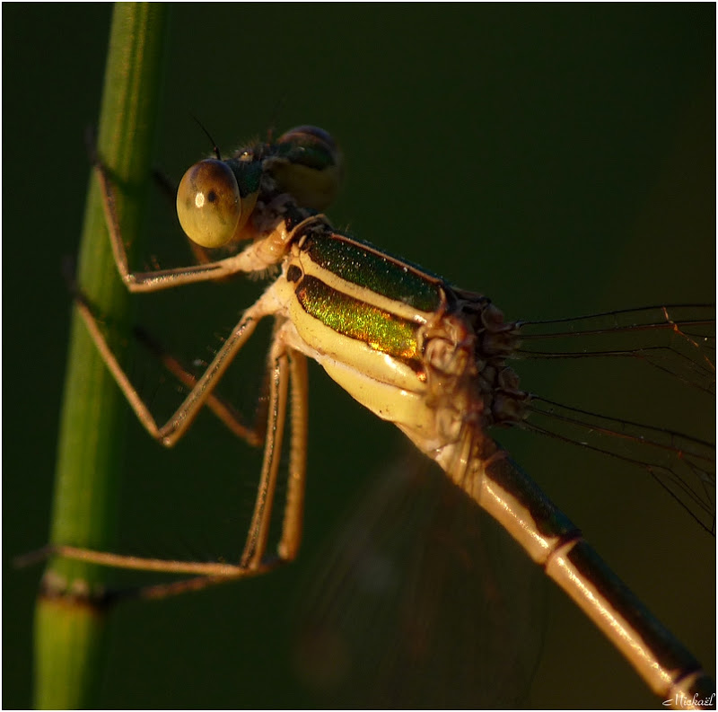 agrion en habit de lumiere Agri3