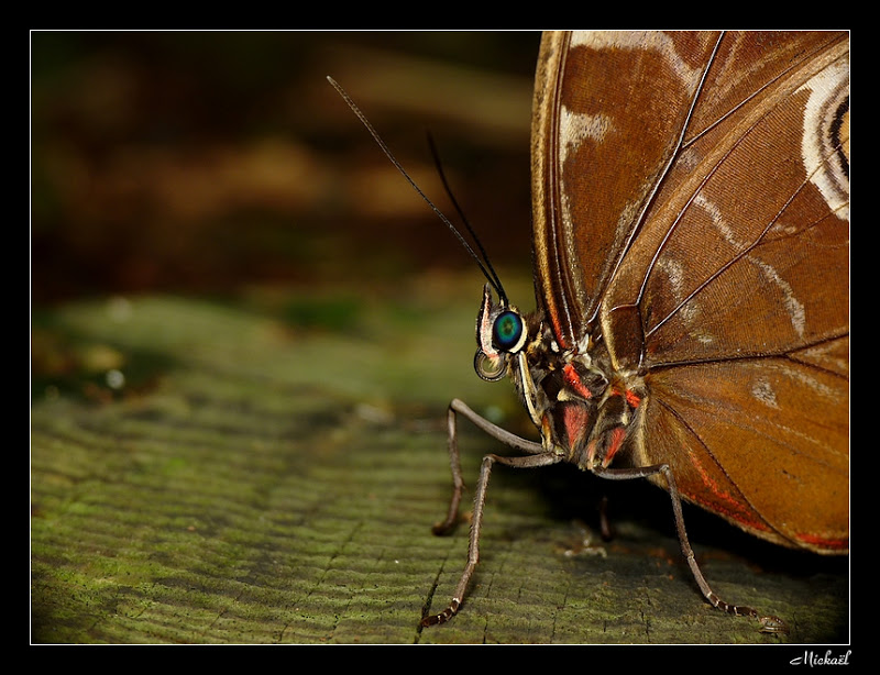 papillon en stock Couleurautomne2