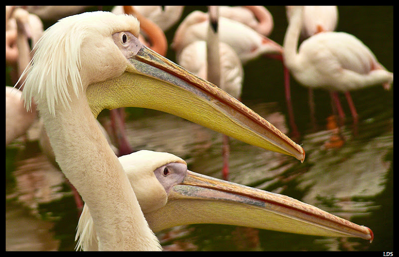 pélicans 20100509_Pelican_P1200059_1