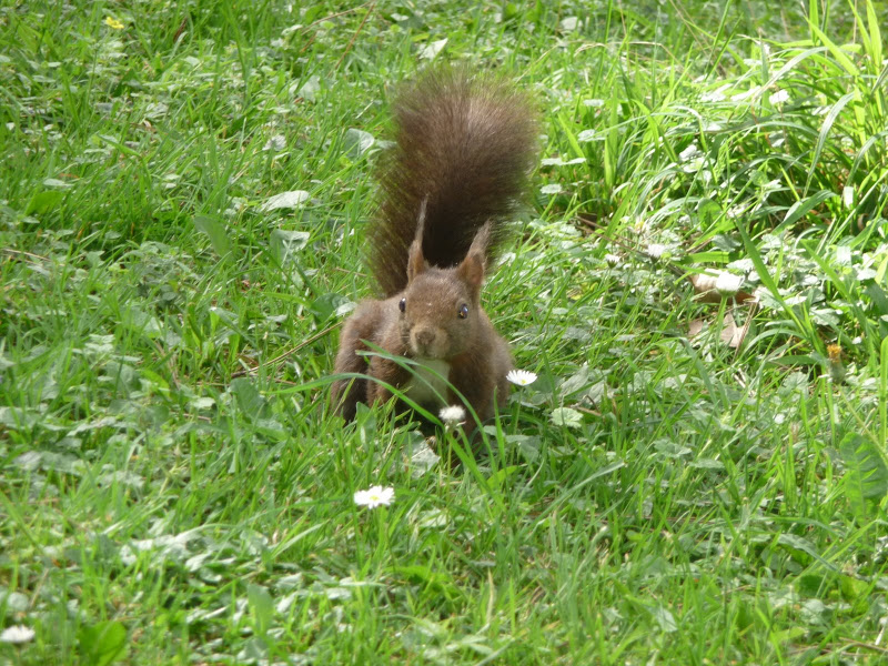 Quelques animaux du Parc de la Tête d'Or... 2009_05_21_Ecureuil_P1030654