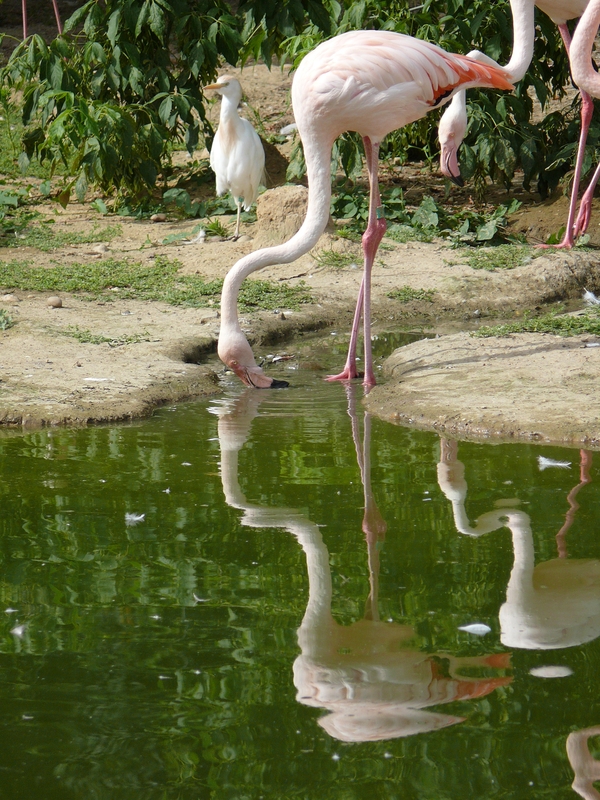 Premiers essais d'animaux au FZ-50... 2009_07_11_09_flammands_reflets_P1090100