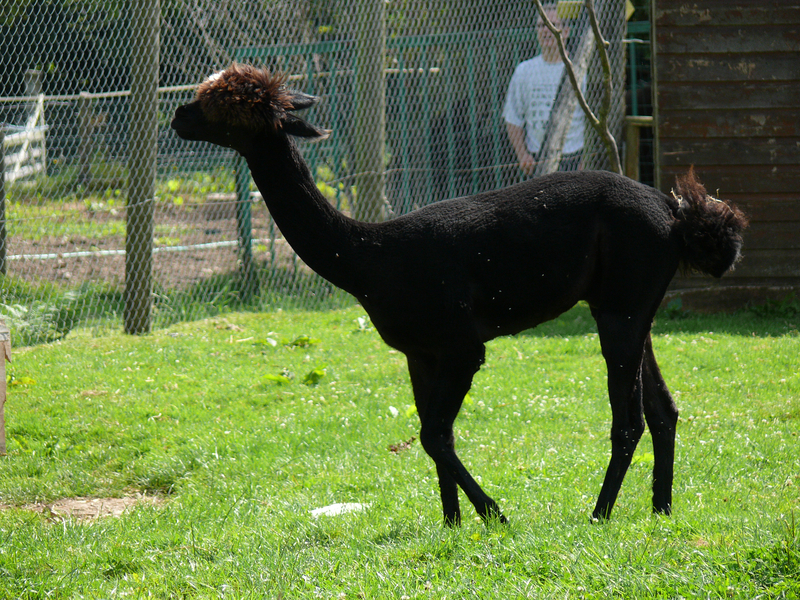 Dame Blanche 1/8 - Lamas 20090805_01_Lama_Noir_P1120493_Fz