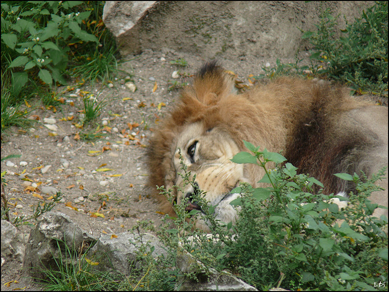 L'éveil du Lion 20090927_07_lion_TCon17_P1140583